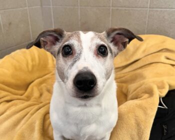 Jack-Russel-Terrier-Mix Pippi Lotta