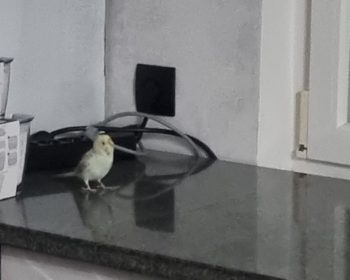 Vogel Weiß