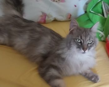 türkisch angora  Strubbel
