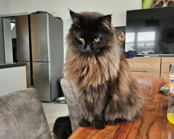 Maine Coon Hooki