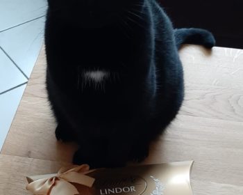 Katze Lilly