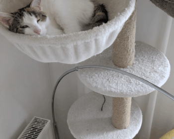 Katze Gitti