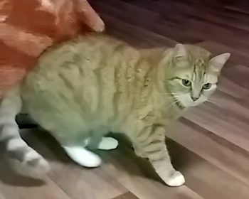 Katze Maya