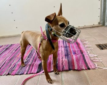 Zwergpinscher Donna