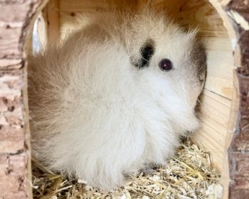 Teddy-Meerschweinchen  Bonanza