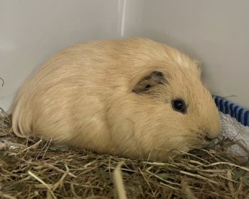 Glatthaar-Meerschweinchen Bob Big