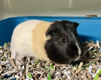 Glatthaar-Meerschweinchen Flip