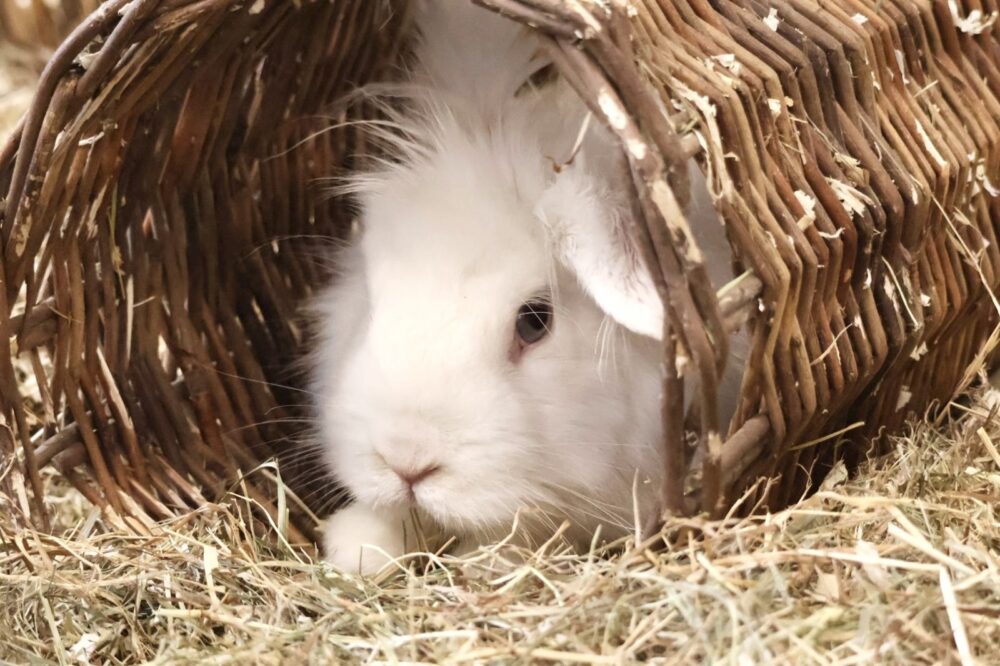 Löwenkopf-Mix König Puschelo