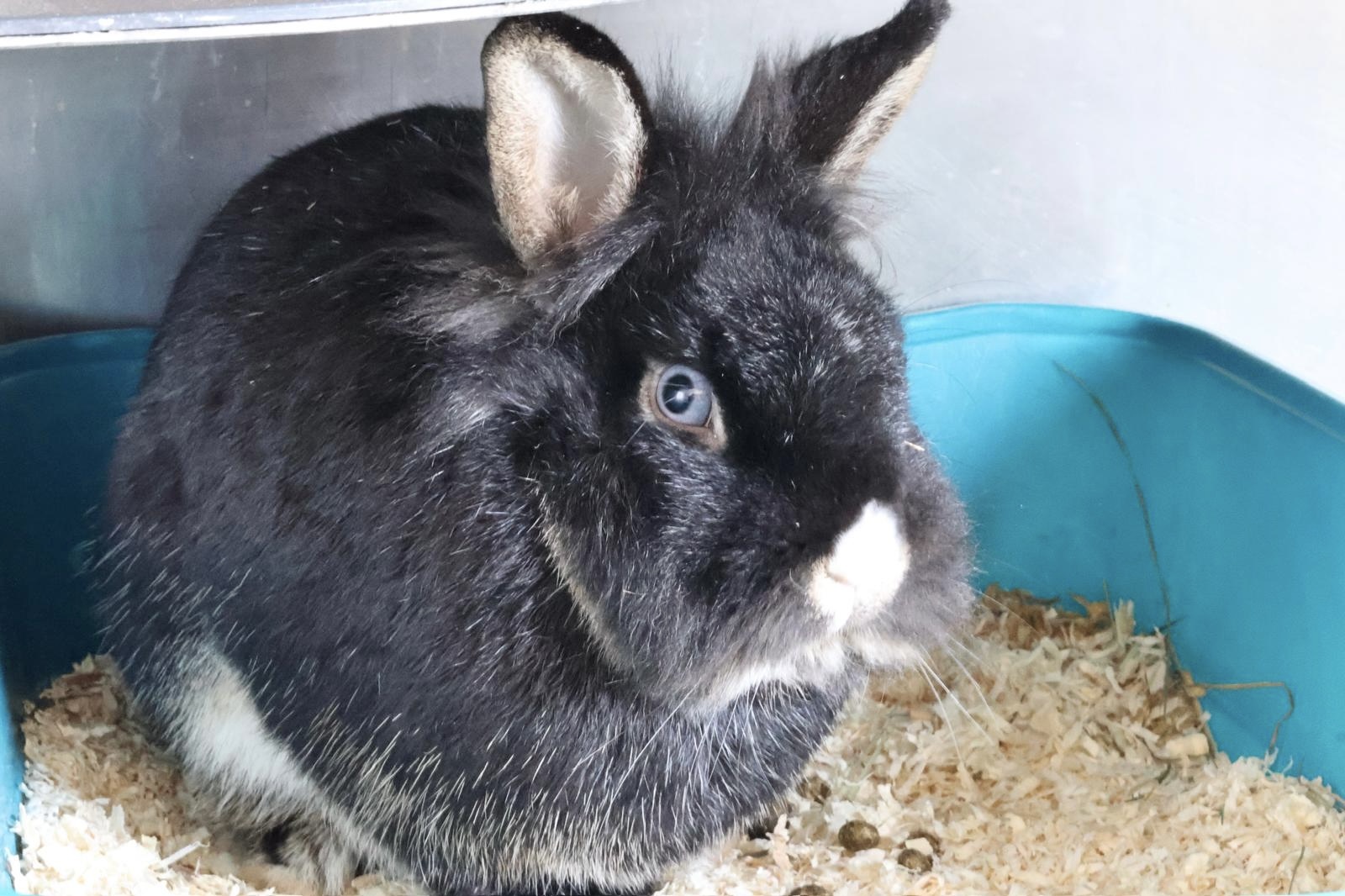 Löwenkopf  Fritzchen