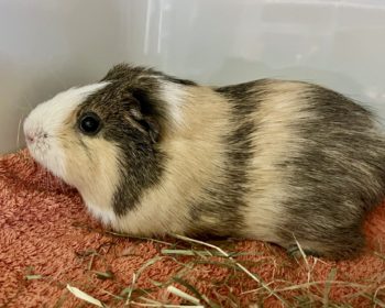 Glatthaar-Meerschweinchen  Pfeffer
