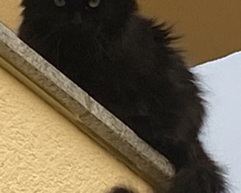 Maine Coon - Perser-Mischling Chewy (Lucifer)