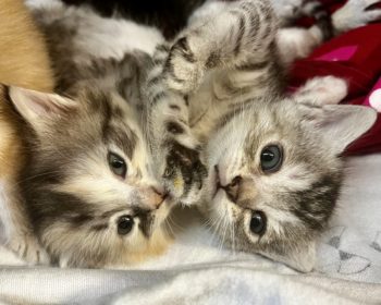  Kitten