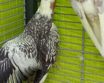Vogel Alfred