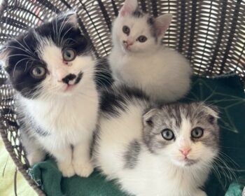 Scottish Fold & Scottish Straight Hartmut, Sebaftian, Ignatz, Bartel & Urlula
