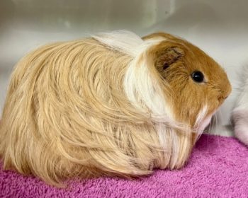 Langhaar-Meerschweinchen  Eddy