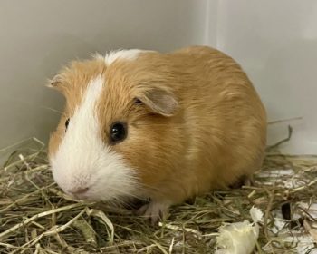 Glatthaar-Meerschweinchen Stuart Little