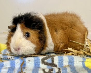 Rosetten-Meerschweinchen Maja