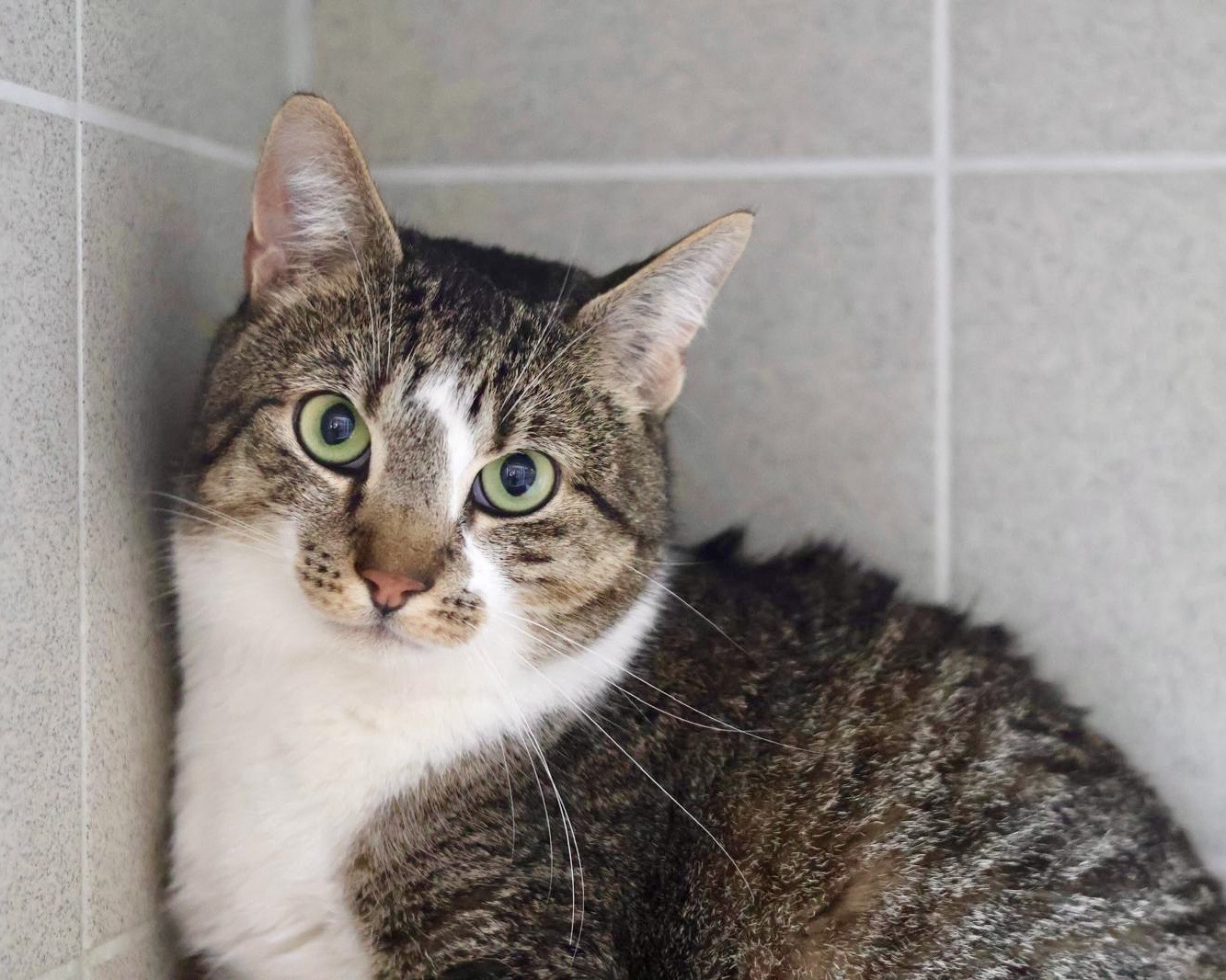 Europäisch Kurzhaar Shaggy