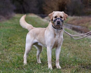 Labrador Retriever Murphy