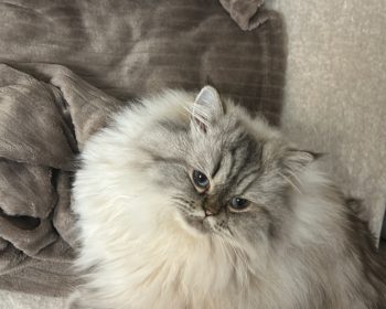 Persische Katze Safos