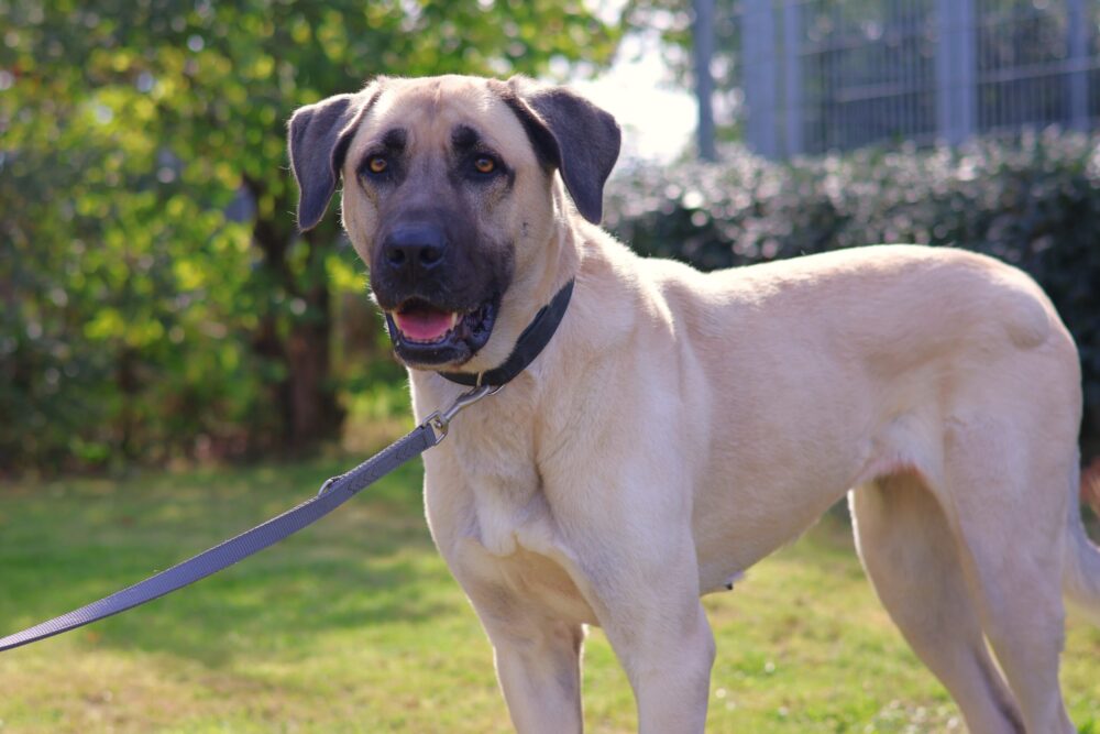 Kangal (Listenhund in Hessen und HH) Ada
