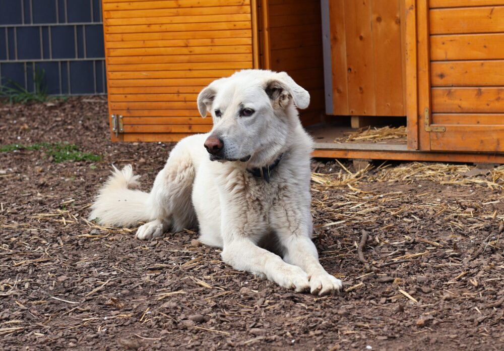 Hellenikos Poimenikos Arion