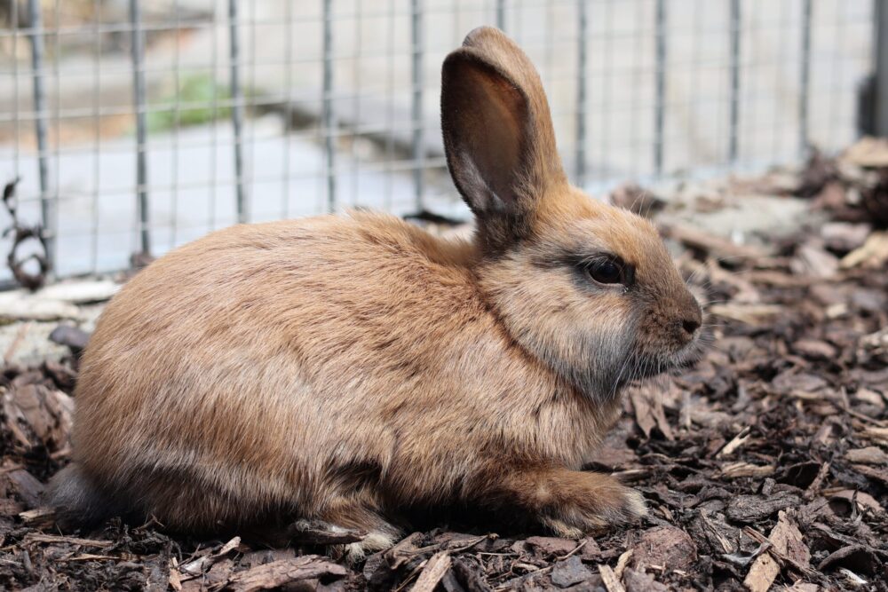 Zwergkaninchen Astrid