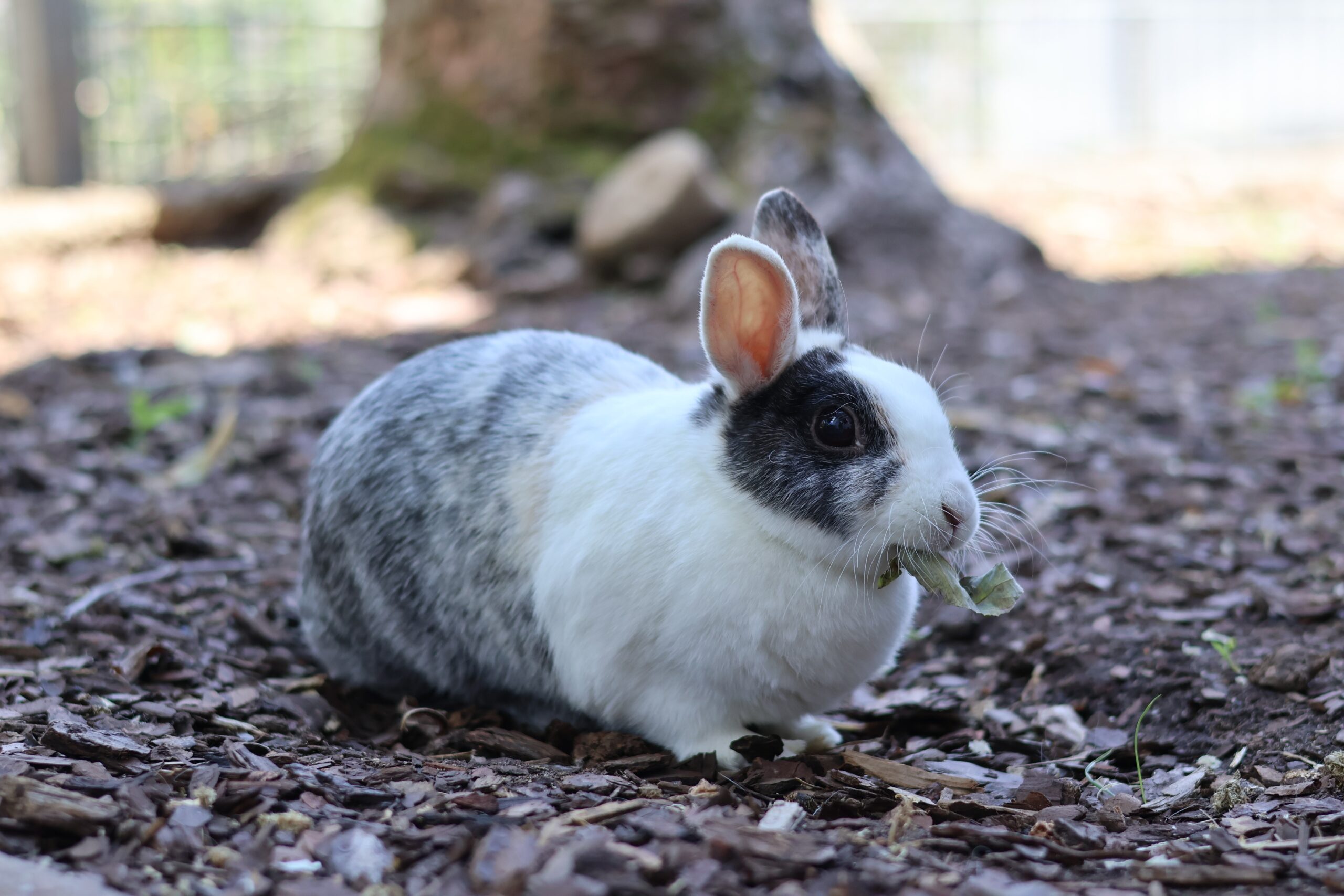 Zwergkaninchen Bam
