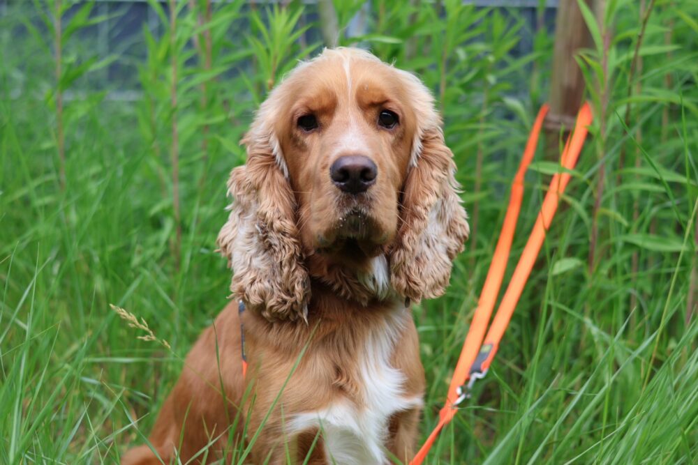 Cocker Spaniel Bisaflor