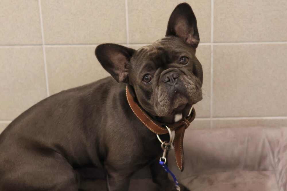 Französische Bulldogge Brezel