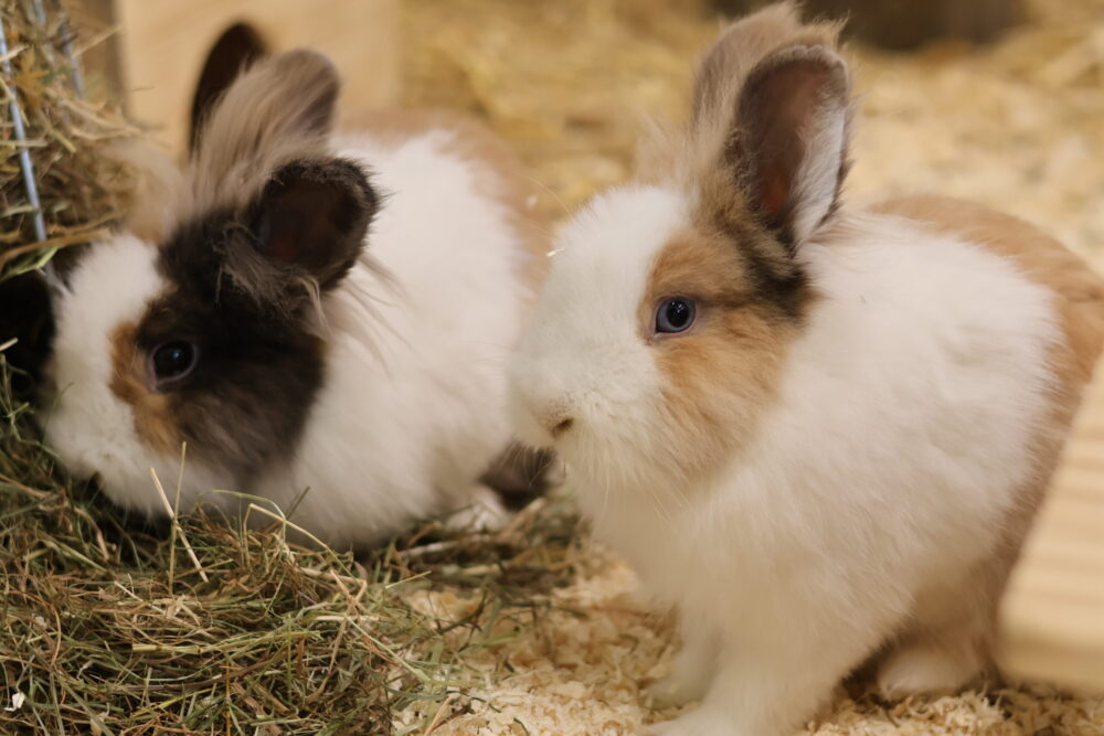 Löwenkopf-Mix Charlie Brown & Linus van Pelt