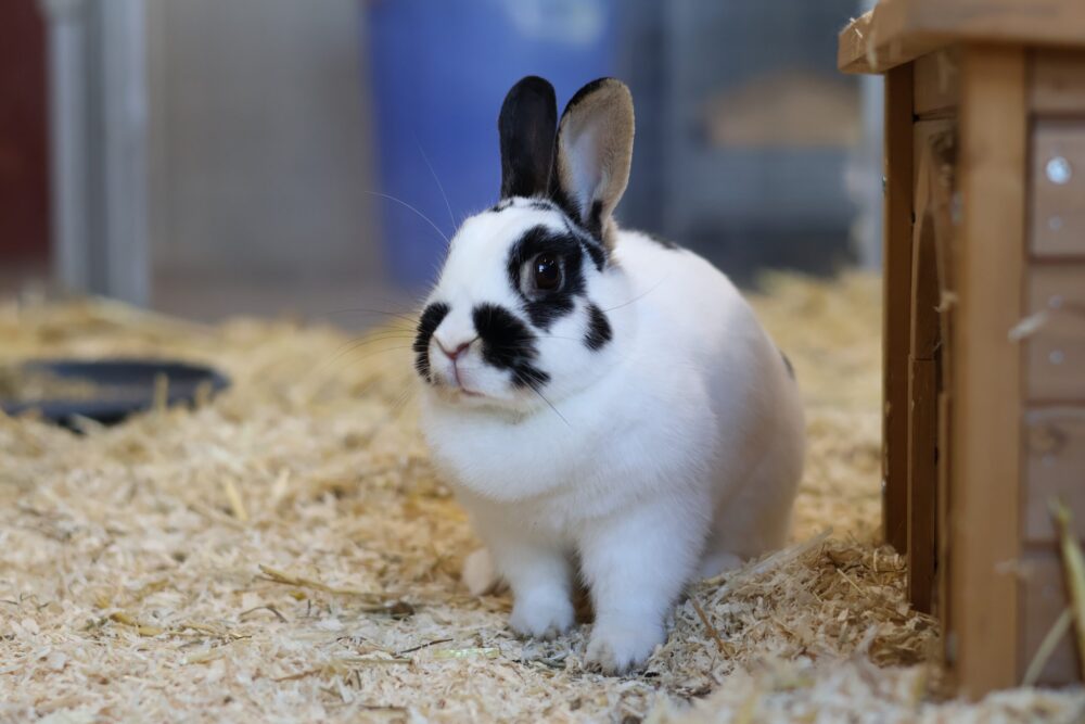 Zwergkaninchen Dame