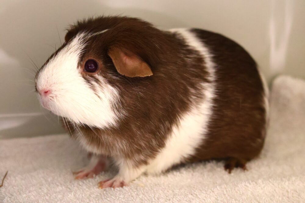 Glatthaar Das Möhrschweinchen