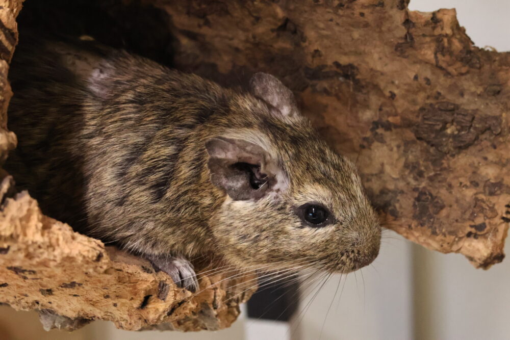 Degu Grobi