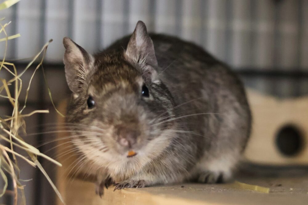 Degu Degus