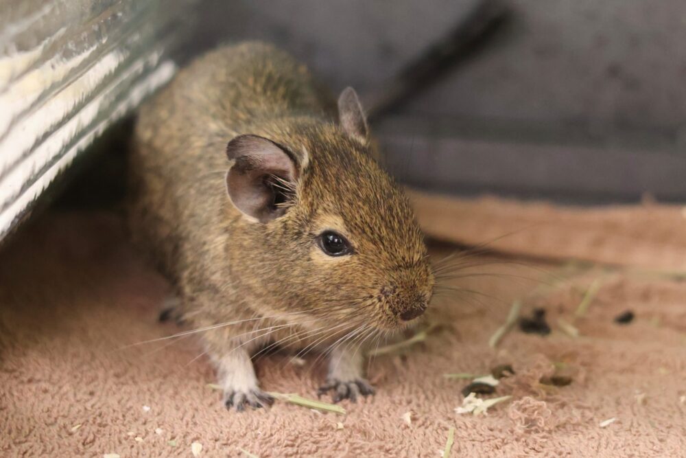 Degu Kim, Marie & Franzi
