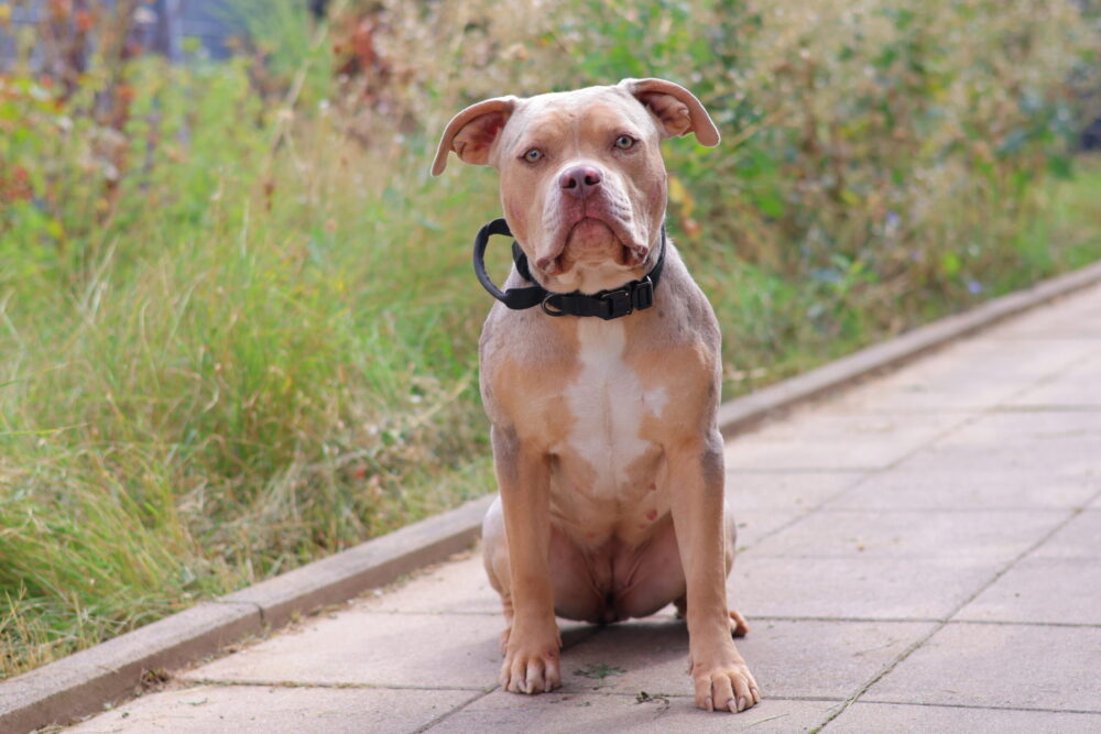American Staffordshire Terrier - Mix Ellie