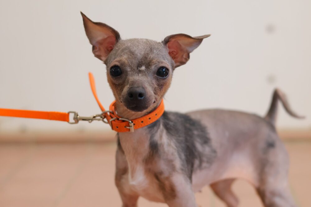 Chihuahua Esmeralda