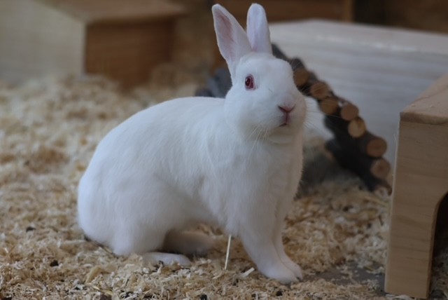 Zwergkaninchen Farrow