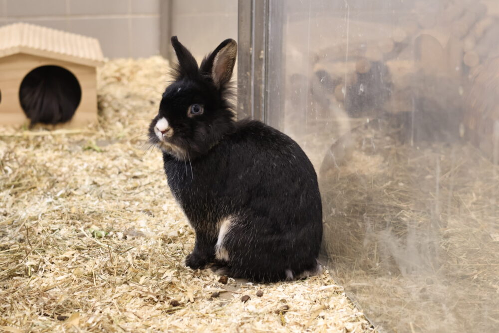 Löwenkopf  Fritzchen