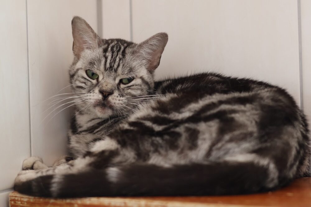  Bengal-Mix Glinda