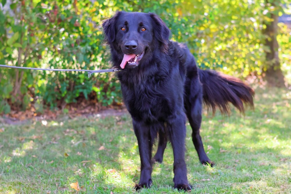 Mischling (u.a. Harzer Fuchs, Altdeutsche Hütehunde, Labrador und weitere Jagdhunderassen) Gulliver