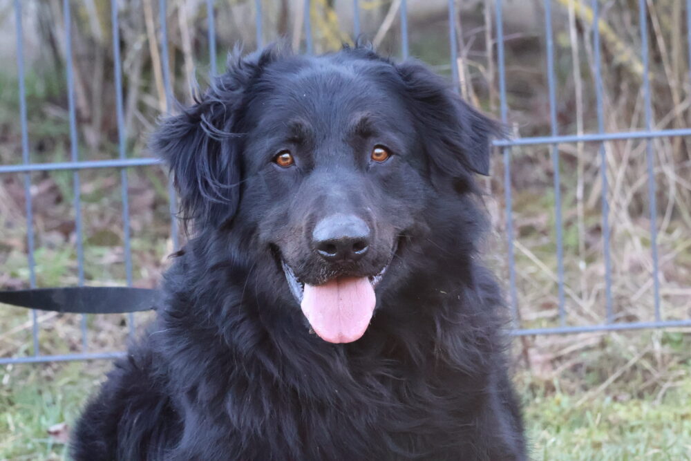 Mischling (u.a. Harzer Fuchs, Altdeutsche Hütehunde, Labrador und weitere Jagdhunderassen) Gulliver
