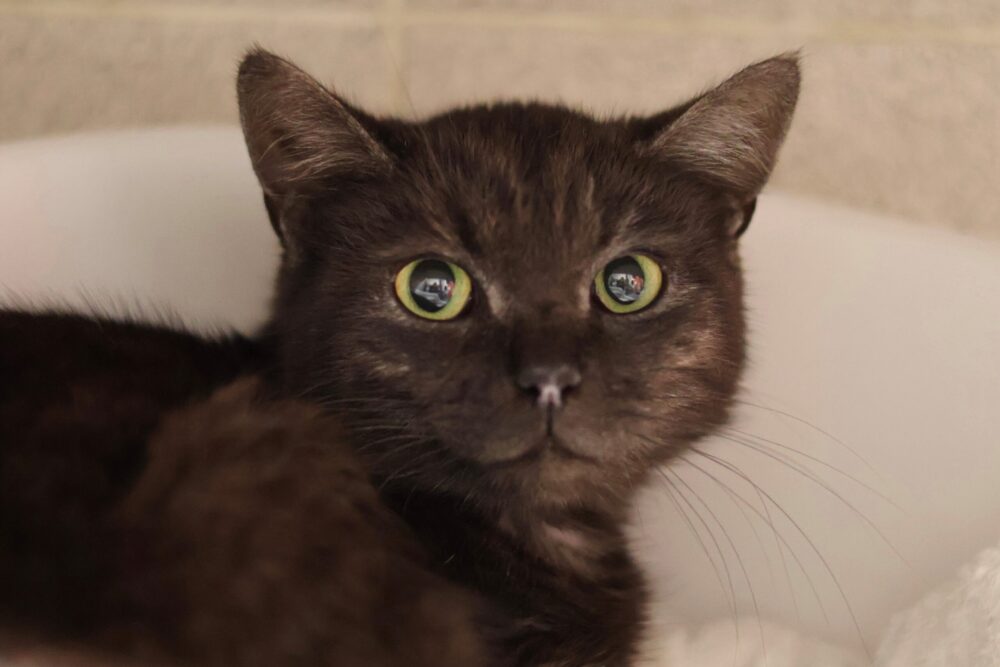 Europäisch Kurzhaar Hakuna Makater