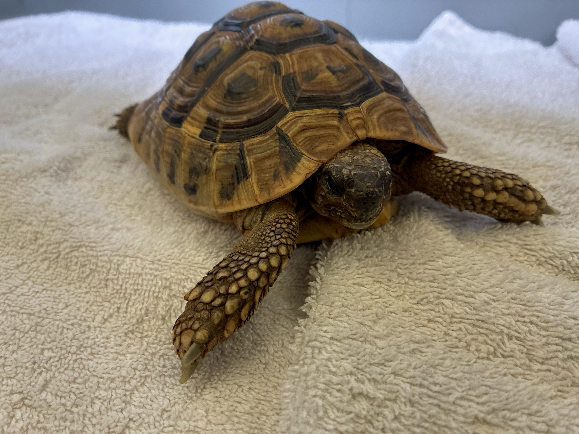 griechische Landschildkröte Hubert