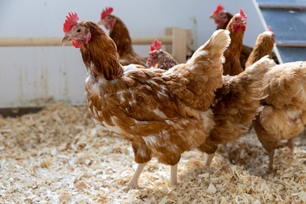 Legehybrid Legehybriden