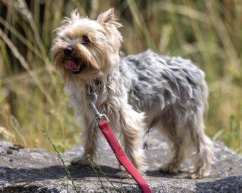 Keule - Rhodesian Ridgeback - Bild 4