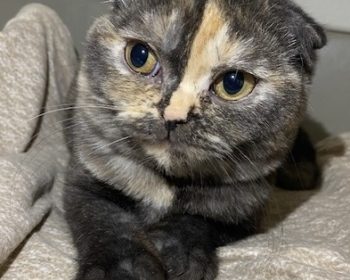 Scottish Fold Rose Nylund
