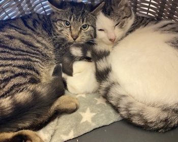  Cassian & Yağmur Öztürk