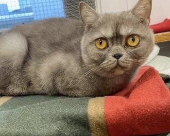 Scottisch Fold-Mix Sophia Petrillo